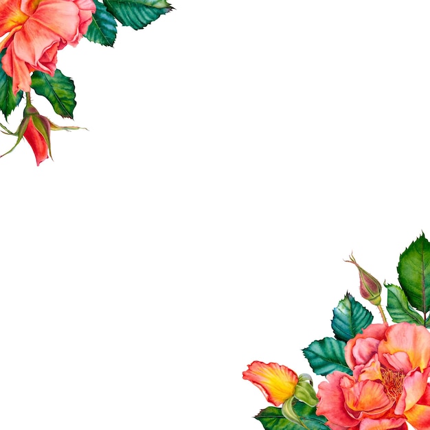 Blanco para el texto con rosas amarillas brotes y hojas en la esquina acuarela ilustración botánica flores dibujadas a mano en fondo aislado espacio vacío para una inscripción Diseño para tarjetas