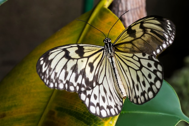 Blasser schmetterling auf gelbem blatt