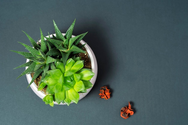 Blassrosa Keramiktopf mit Sukkulenten von Haworthia und Echeveria