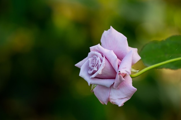 Blassrosa Rose Makrofotografie im Sommer Hellviolette Gartenrose auf grünem Hintergrund