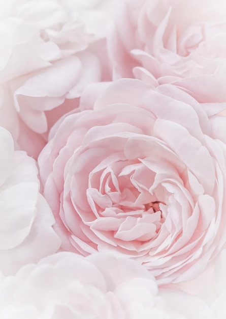 Blassrosa Rosen Weicher Fokus Makroblumenhintergrund für Feiertagsdesign