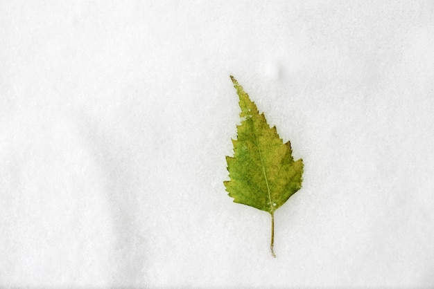 Blatt auf dem Schnee