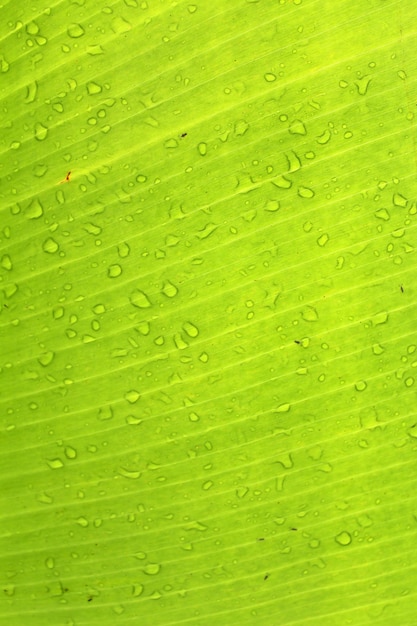 Blatt Bananen Hintergrund