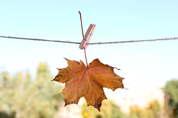 Foto blatt, das am seil auf natürlichem hintergrund hängt