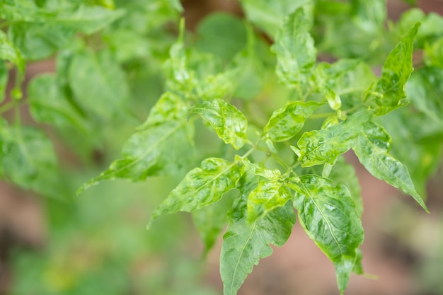 Blatt der grünen Farbe der Paprikas