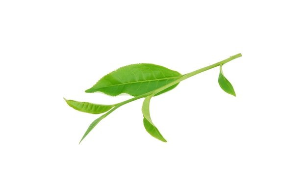 Blatt des grünen Tees lokalisiert auf weißer Oberfläche