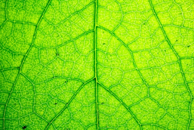 Blatt grün closeup Hintergrund Grüne natürliche frische Blattstruktur Blattgefäße Luftröhre