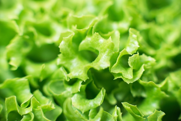 Blatt grüner Salat