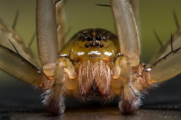 Blatt Haar grün Web Essen schwarz