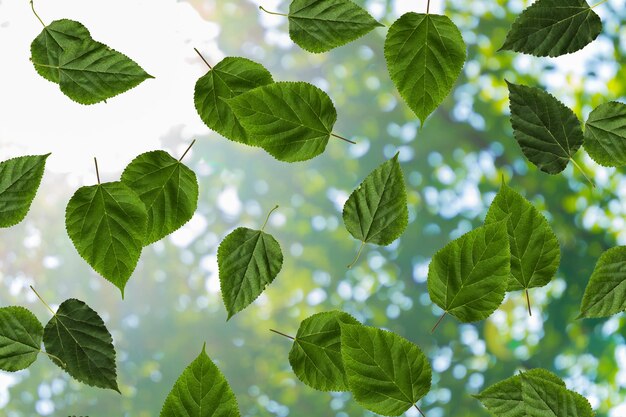 Blatt Herbst Garten grüne Luft verwischen Blätter