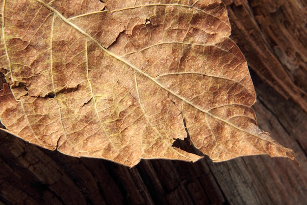 Blatt Hintergrundtextur