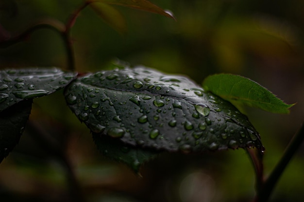 Blatt im Regen schöne Natur