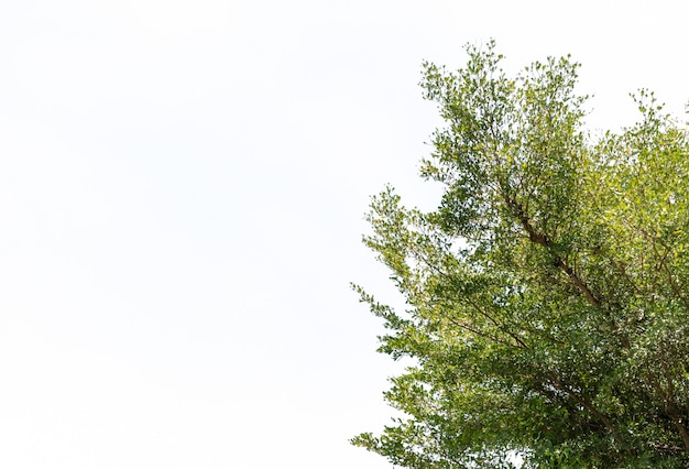 Blatt isoliert auf weißem Hintergrund