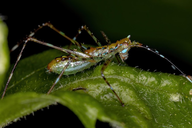 Blatt Katydid Nymphe der Unterfamilie Phaneropterinae