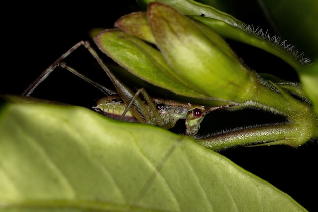 Blatt-Katydid-Nymphe des Stammes Scudderiini