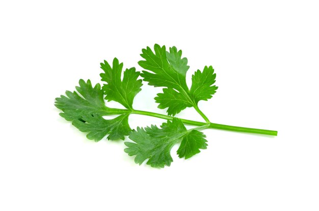 Blatt Koriander oder Cilantro isoliert auf weißem Hintergrund Grünes Blattmuster