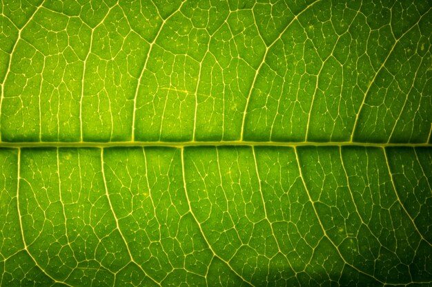 Blatt Makro grün