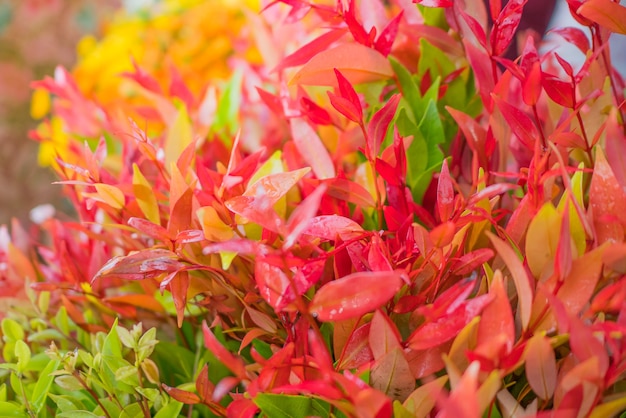 Foto blatt mit schöner farbe