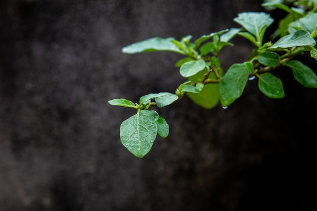 Blatt nass nach Regen