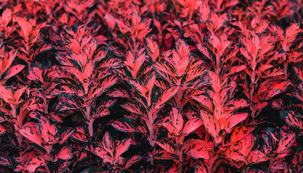 Blatt oder Pflanze Cordyline fruticose hinterlässt beruhigende korallenfarbene, farbenfrohe, lebendige tropische Natur im Hintergrund