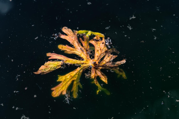 Blatt schwimmt auf dunklem Wasser mit vielen Insekten