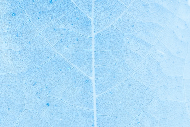 Blatt strukturierter hellblauer Hintergrund