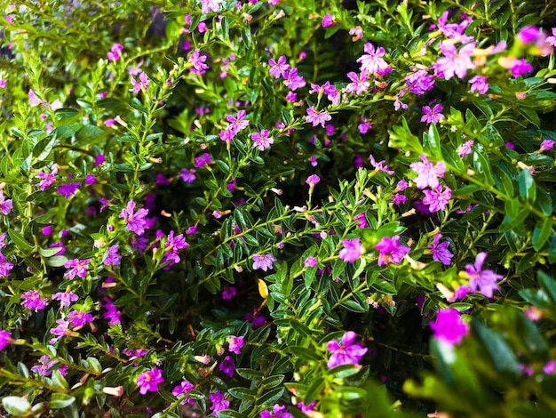 Blatt- und Blumenfoto für natürlichen Hintergrund