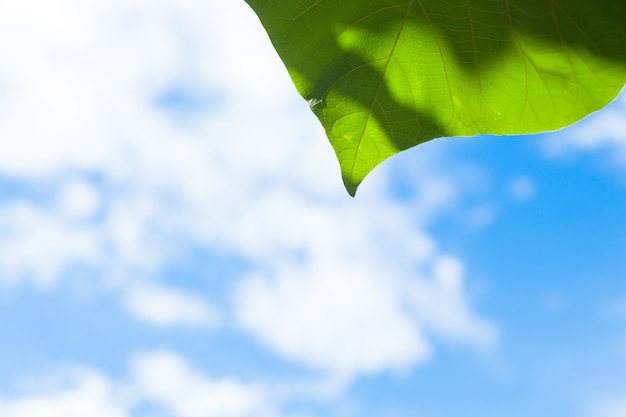 Blatt und Himmel