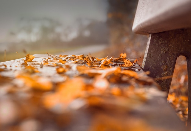 Foto blatter auf der bank im herbst