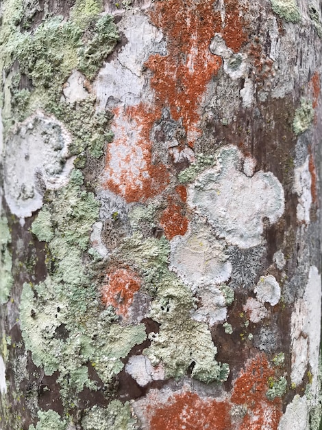 Foto blattflechtenwuchs auf der rinde des baumes