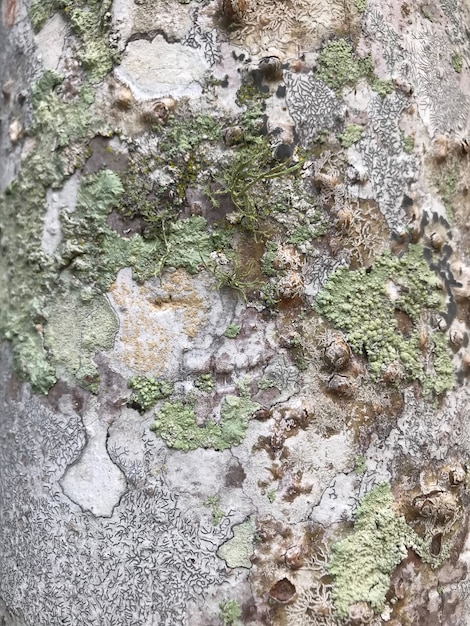 Foto blattflechtenwuchs auf der rinde des baumes