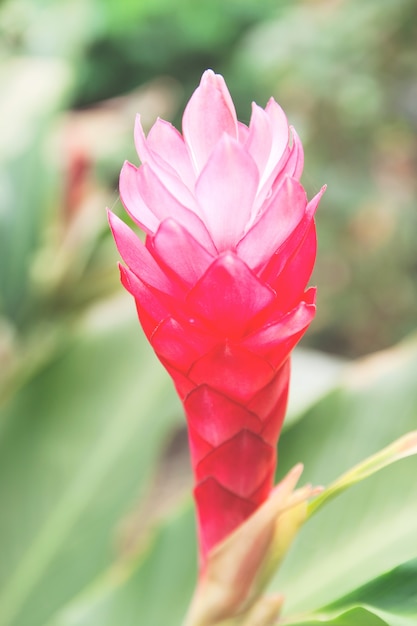 Blattgrün rosa blumen botanik