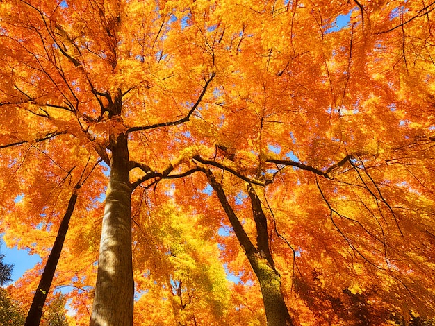 Blatthafte Baumzweige, lebendige Herbstfarben im Hintergrund