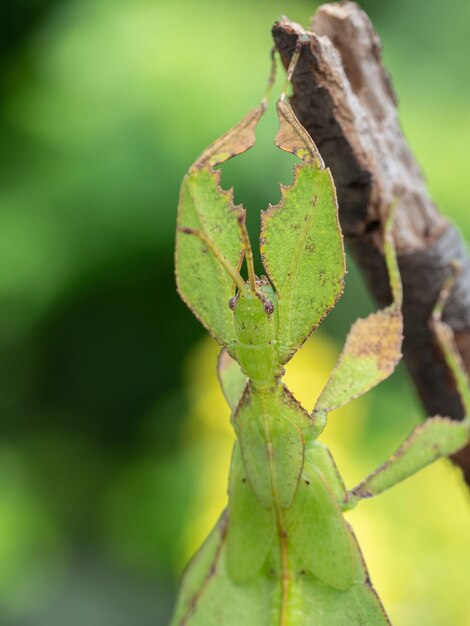 Foto blattinsekt auf ast-naturhintergrund