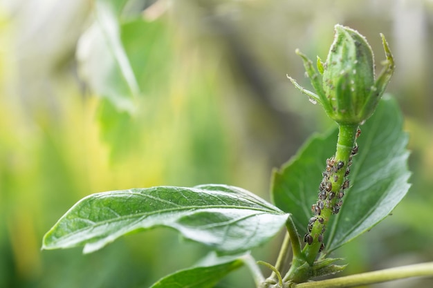 Blattläuse auf Hibiskusmieten stockfotografie