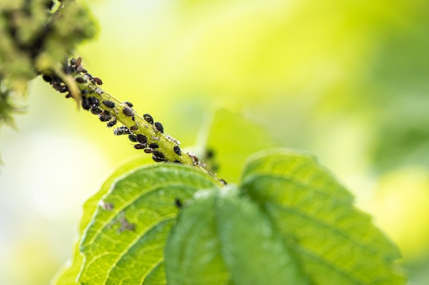 Blattläuse schwarze Fliege schwarze Bohne auf Blättern Nahaufnahme einer Pflanze, die mit schwarzen Schädlingsinsekten bedeckt ist