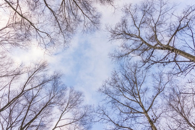 Blattlose Baumaste auf blauem Himmel