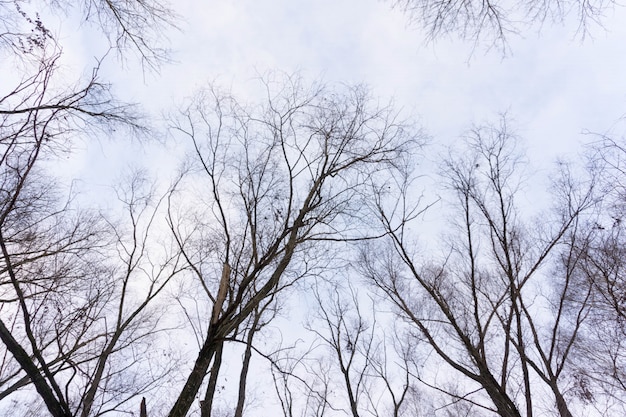 Blattlose Baumaste auf blauem Himmel