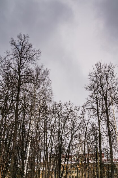 Blattlose Niederlassungen von Parkwinterbäumen