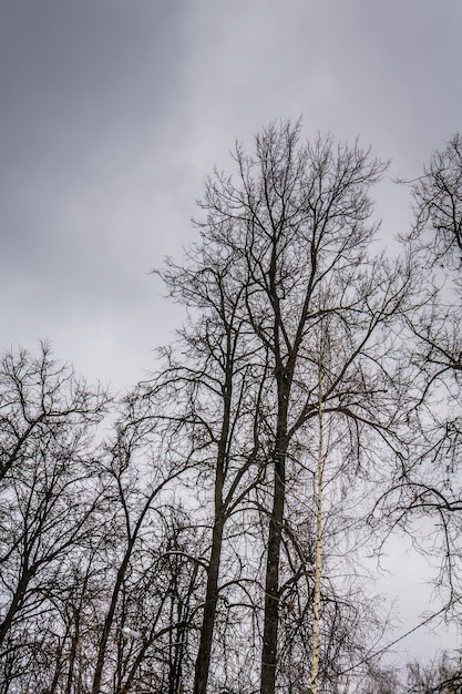 Blattlose Zweige der Park Winter Bäume