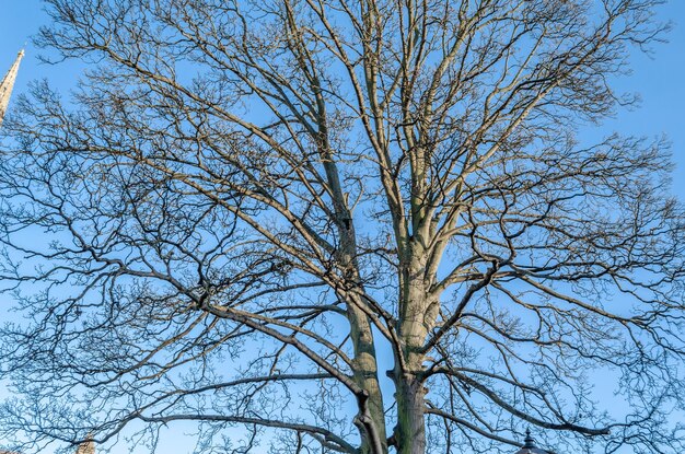 Blattlose Zweige vor blauem Himmel im Winter