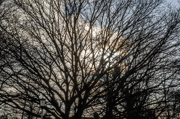 Blattlose Zweige vor blauem Himmel im Winter