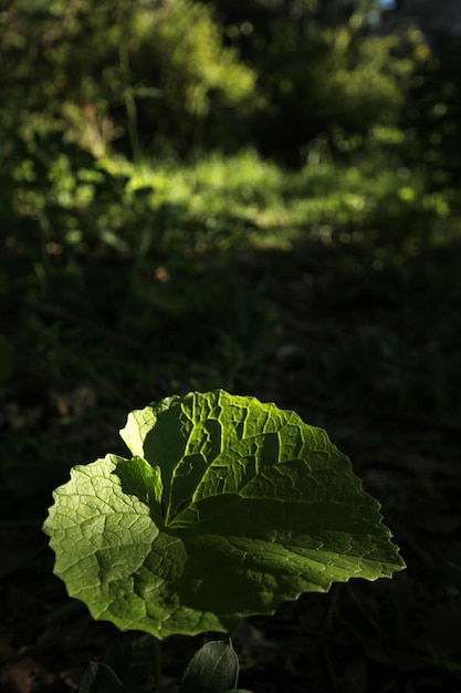 Blattnahaufnahme und grüner Hintergrund