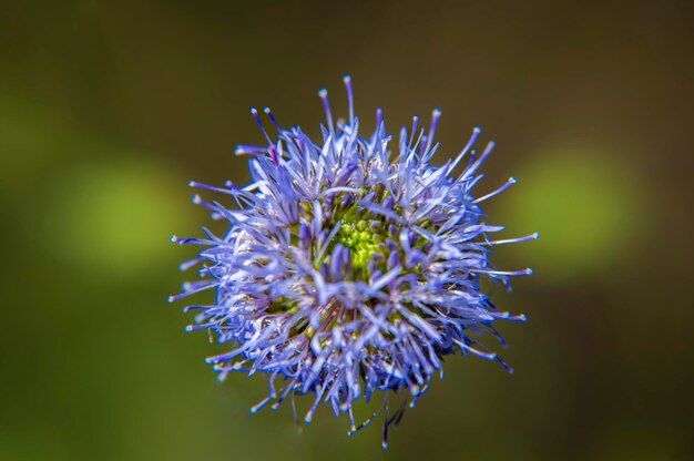 Foto blau blühende blume der pflanze jasione laevis