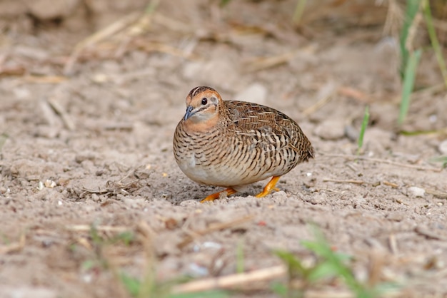 Blau-breasted Wachteln Coturnix-Vögel von Thailand