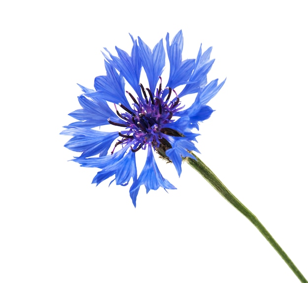 Foto blau gefärbte kornblume lokalisiert auf weiß