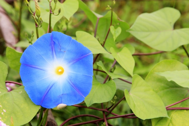 Blau gefärbte Windenblumen.