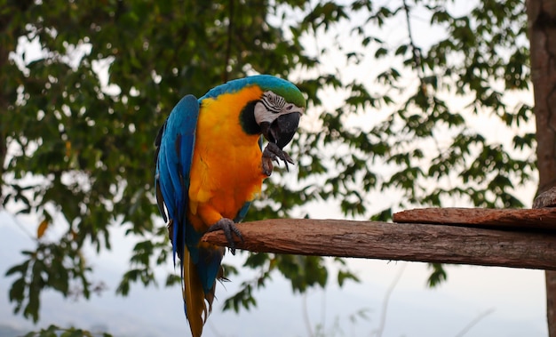 Blau-gelber Ara-Papagei sitzt auf der Bank eines tropischen Baumes