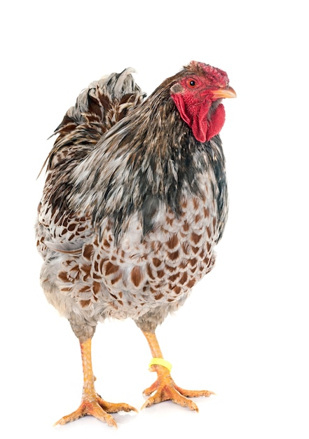 blau geschnürtes Wyandotte-Huhn im Studio