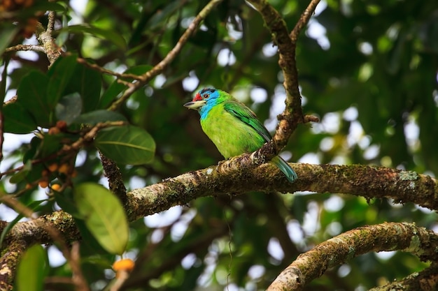 Blau-throated Barbet auf Feigenbaum